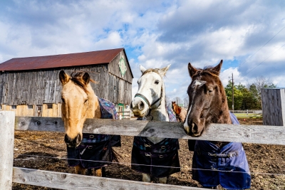 CCE Saratoga Horse Farm Tour on August 17th